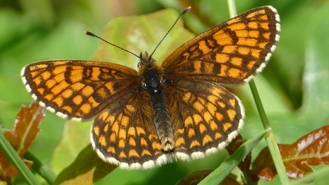heath frit
