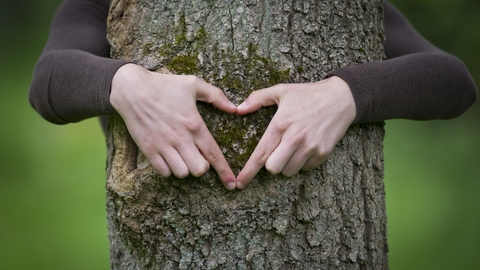 heart, hand, tree