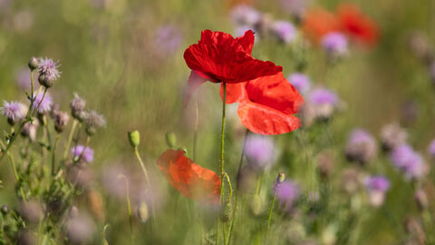 Poppies and other wildflowers in a field