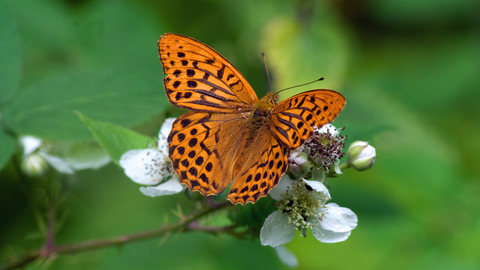 Silver-washed fritillary butterfly perched on white flowers.