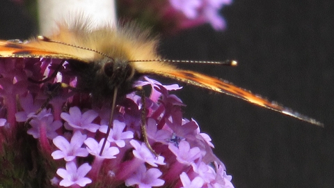small tortoiseshell