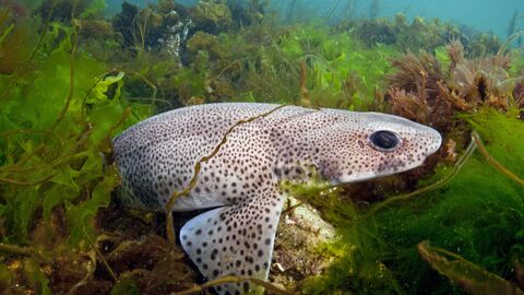 Small-spotted catshark