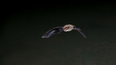 BAt
