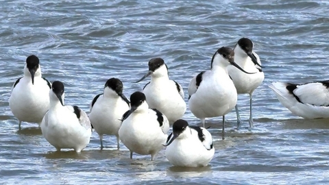 winter birding SFI