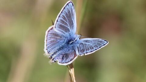 Common blue butterfly from above