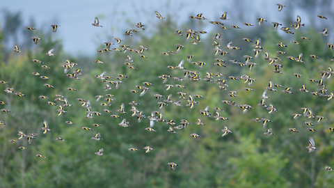 Goldfinches