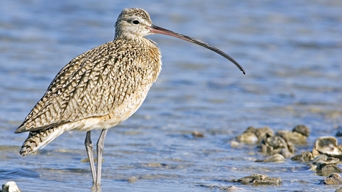 a Curlew