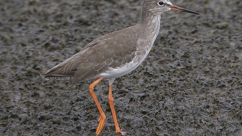 A Redshank