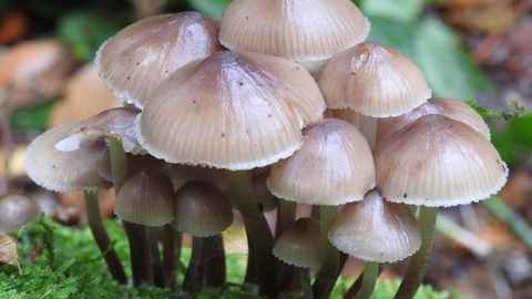 Clustered bonnet