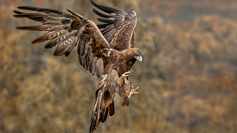 Harris hawk