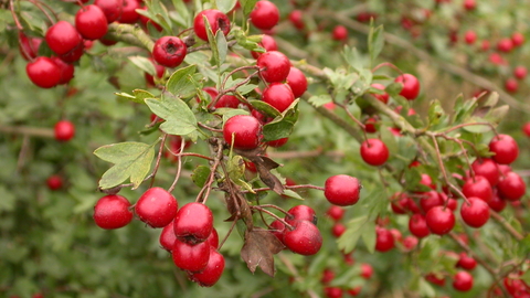 Hawthorn