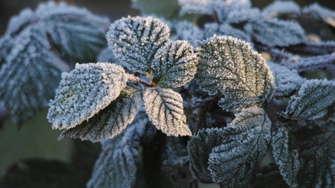 Frost on bramble