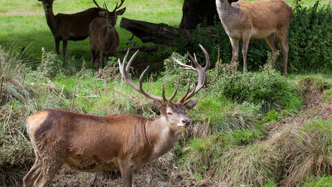 Deer at Bedfords Park Nature Discovery Centre