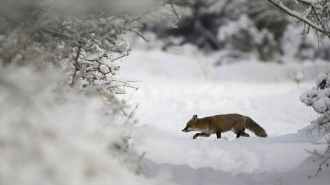 Red Fox (Vulpes vulpes) Vixen in the Snow during winter
