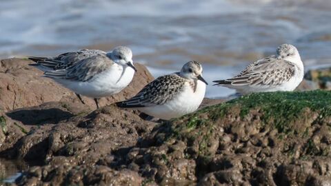 Birds on a rock