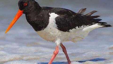 An Oyster Catcher waling on the shoreline.