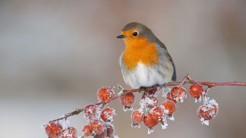 A robin perched on a branch of frosty crab apples