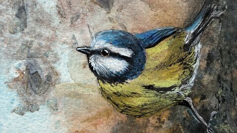 Watercolour of Blue Tit