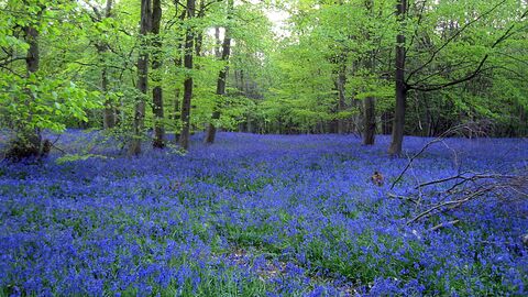 Bluebells at Chalkney Woods