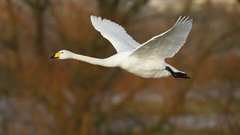Whooper Swan