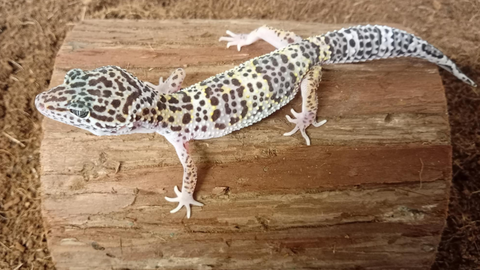 Leopard Geko