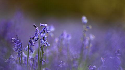 A landscape photo of bluebell flowers