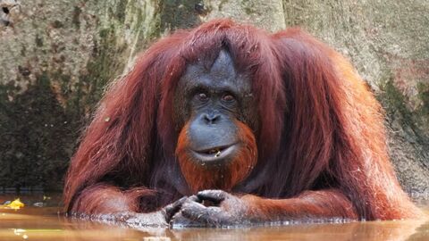 Orangutan
