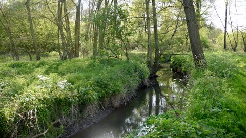 Essex Wildlife Trusts Roman River