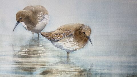 Painting Wading Birds with Vivien McGuinness 