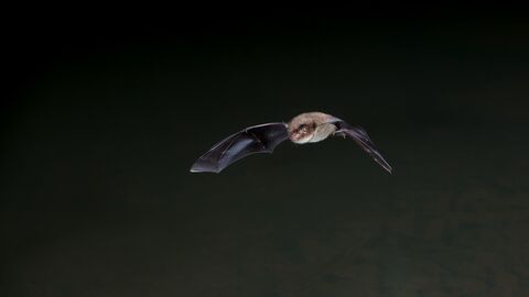 Bat at Night