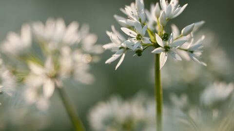 Wild Garlic