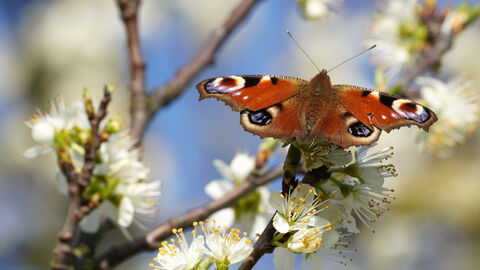 Peacock butterfly on blossom