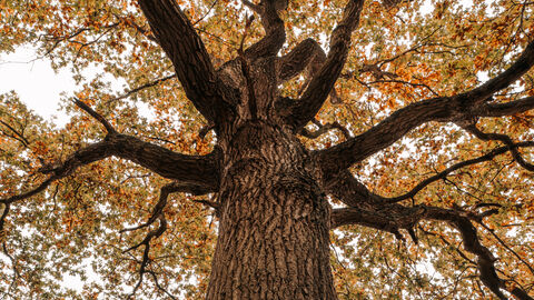 Autumn Oak Wrabness nature reserve - Adam Moore