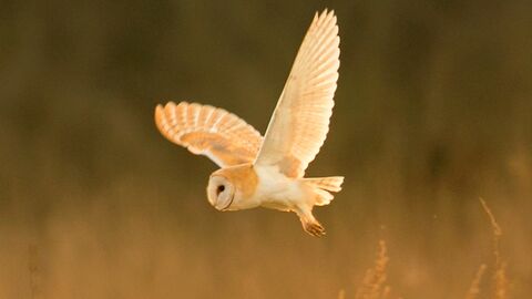 Barn owl