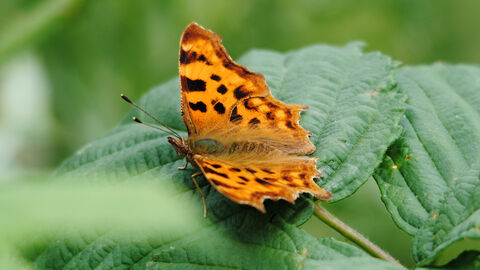 Comma butterfly with wings open on a leaf 