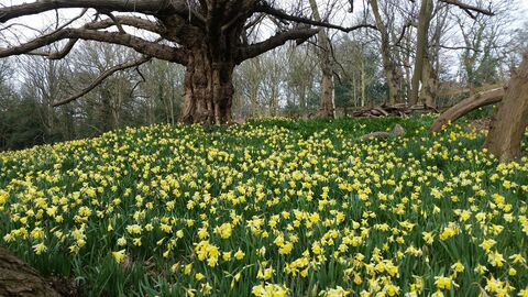 Spring flowers at Warley Place