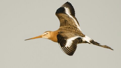 Long Tailed Godwit