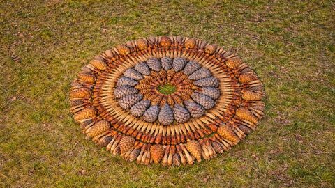 Natural mandalas