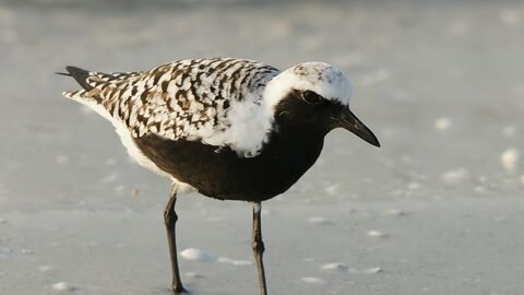 Summer Waders