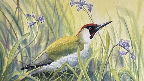 Green woodpecker