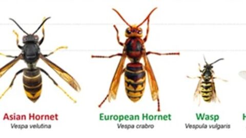 asian hornet