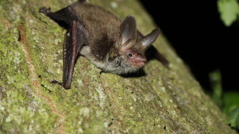 Essex Bats
