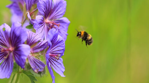 Early Bumblebee Jon Hawkins