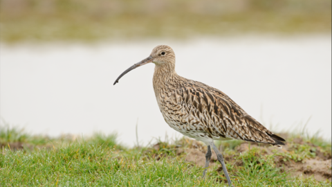 TWH Curlew 