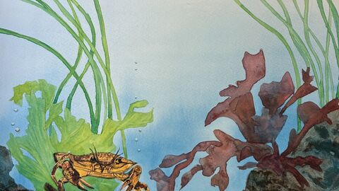 rockpool