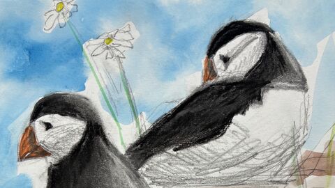 puffin