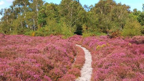 Heathlands
