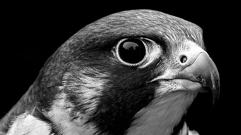 Peregrine falcon