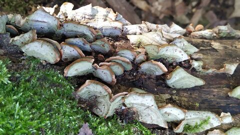 Fungi on log with moss 