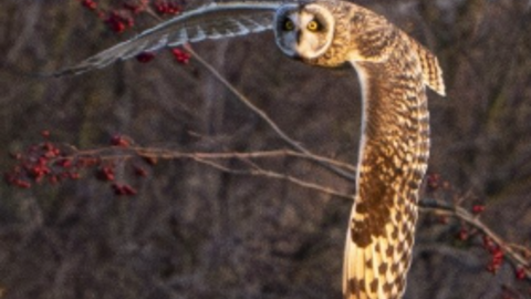 owl